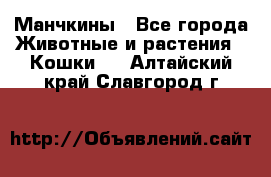 Манчкины - Все города Животные и растения » Кошки   . Алтайский край,Славгород г.